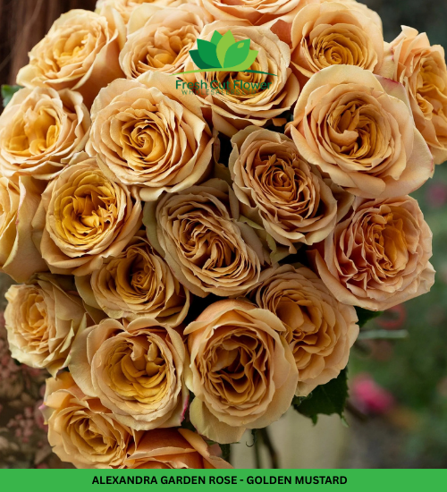 Columbian Roses - Golden Mustard