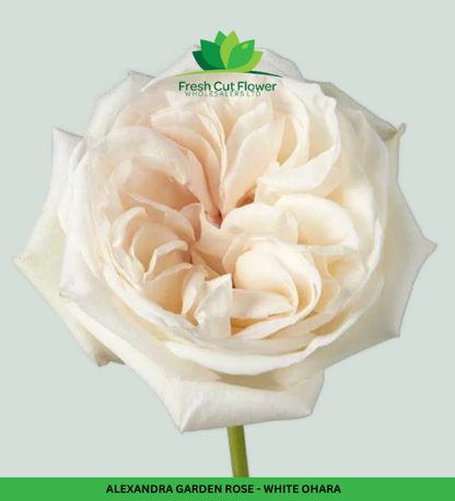 Colombian Garden Roses