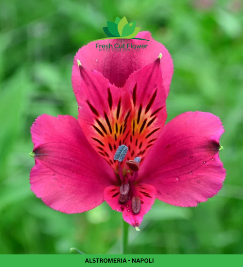 Alstromeria (Imported) - Napoli