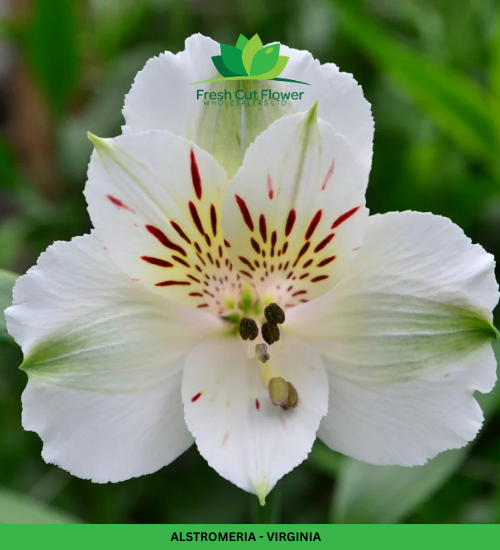 Alstromeria (Imported) - Virginia