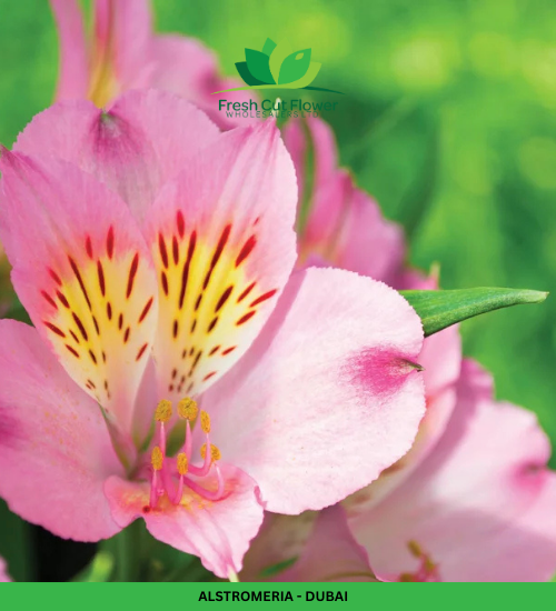 Alstromeria (Imported) - Dubai