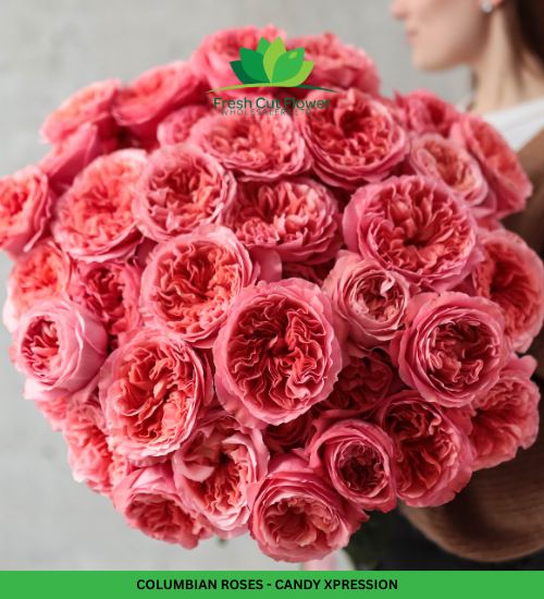 Colombian Garden Roses