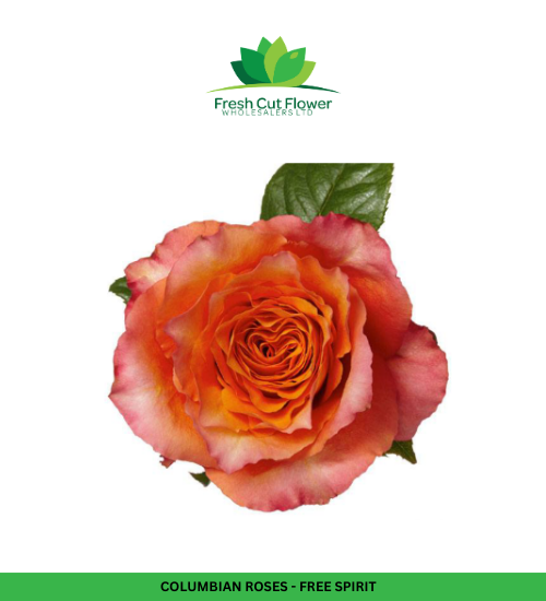 Colombian Garden Roses