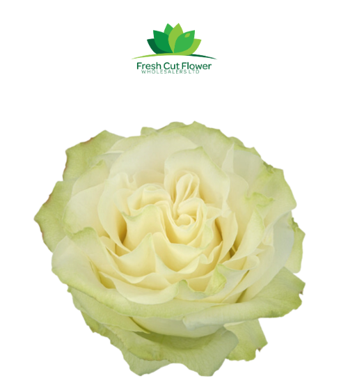 Colombian Garden Roses
