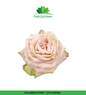 Colombian Garden Roses