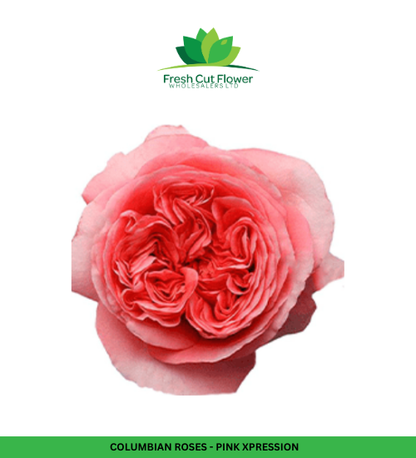 Colombian Garden Roses