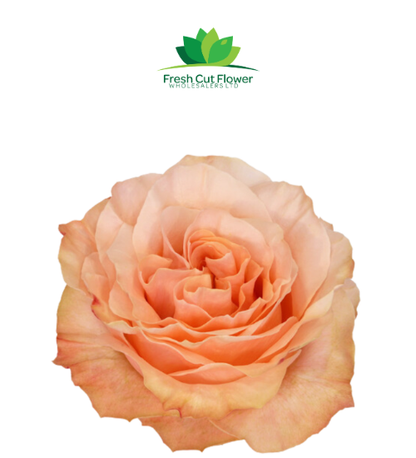 Colombian Garden Roses