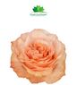 Colombian Garden Roses