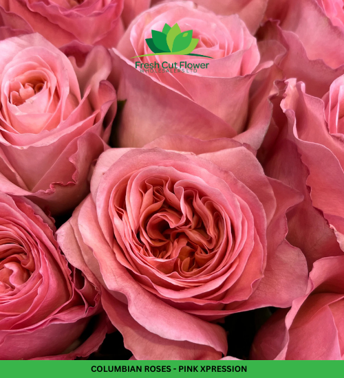 Colombian Garden Roses