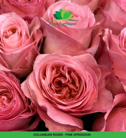 Colombian Garden Roses